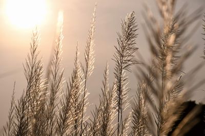 Close-up of wheat growing on field against sky