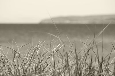 Close-up of crops growing on field against sky