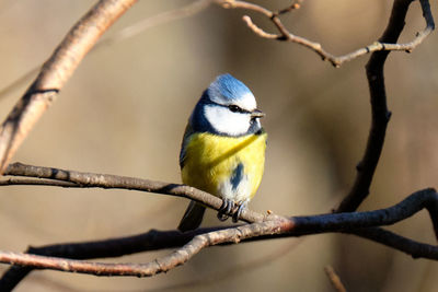 Blue tit sitting on a branch