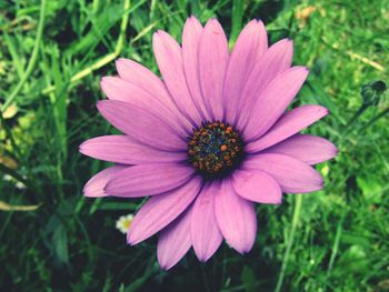 Close-up of flower blooming outdoors