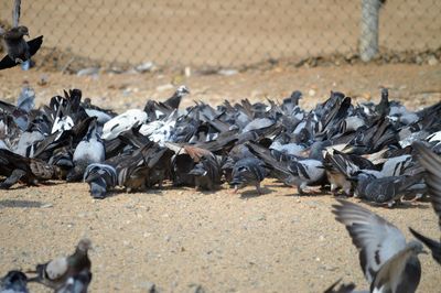 View of pigeons on metal fence
