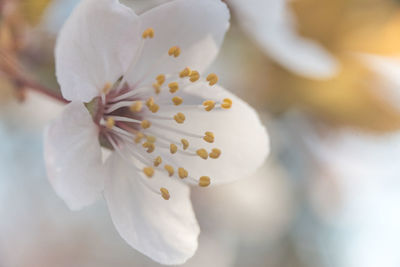 Close-up of white cherry blossom