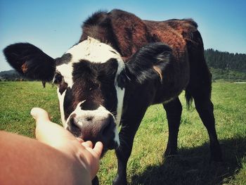 Cropped hand by cow on grassy field