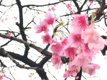 Low angle view of pink cherry blossoms in spring