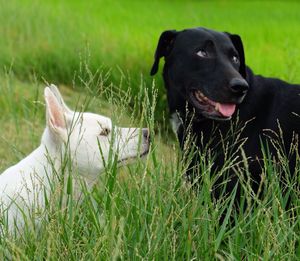 Close-up of dog lying on grassy field