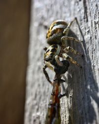 Close-up of spider on wood