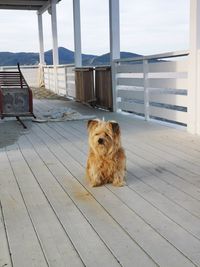 Portrait of dog sitting on railing against sea