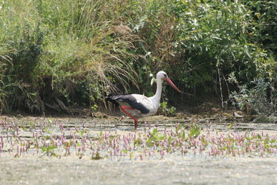 Birds on grass