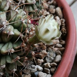 Close-up of succulent plant