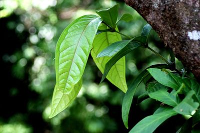 Close-up of fresh green leaves