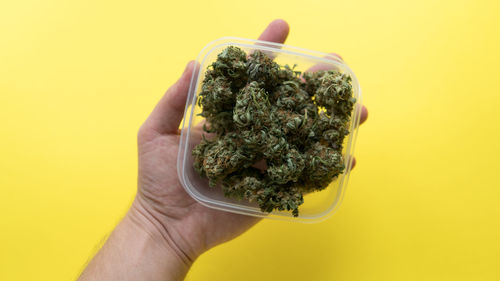 Cropped hand holding container with marijuana over yellow background