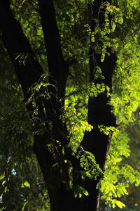 Low angle view of tree leaves in forest