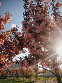 Low angle view of flowers on tree