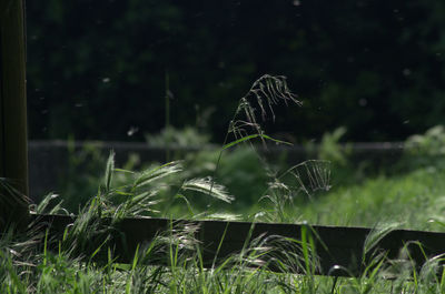 Close-up of fresh grass in field