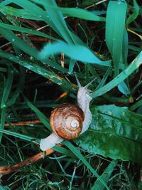 High angle view of snail on grass