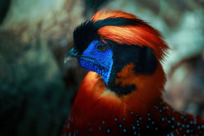 Close up shot of i temminck tragopan, it is a bird genus in the pheasant family phasianidae