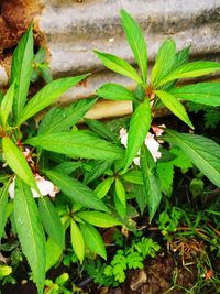 High angle view of insect on plant