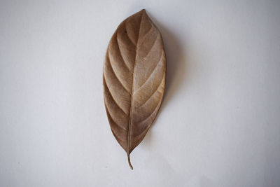Close-up of heart shape on dry leaf over white background
