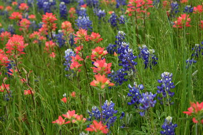 Close-up of fresh purple and orange flowers in field