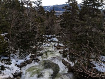 Trees growing in forest during winter