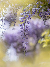 Close-up of purple flowering plant