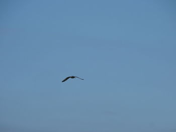 Low angle view of bird flying in clear sky