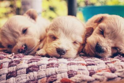 Close-up of puppies relaxing on bed