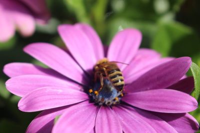 Close-up of honey bee on pink flower