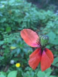 Close-up of butterfly on pink flower