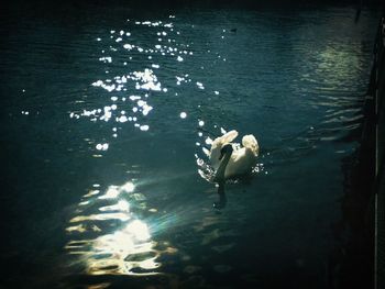Reflection of trees in water