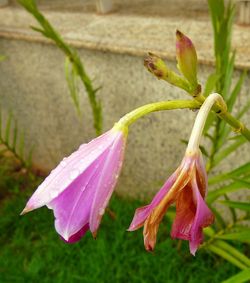 Close-up of pink flowers