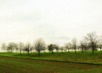 Trees on field against sky