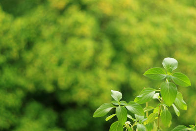 Vibrant green thai basil plant growing by the kitchen window with blurry green garden in background