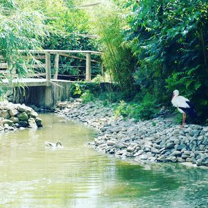 Birds in water