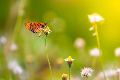 Close-up of butterfly pollinating on flower