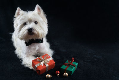 Portrait of dog sitting by gifts