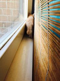 Close-up of cat in cage