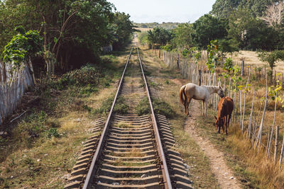 View of horses on railroad track