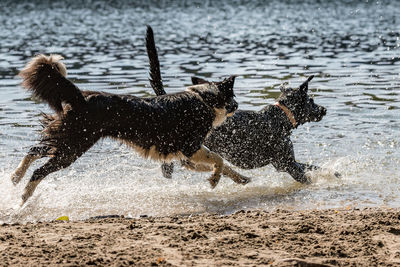 Dog running on beach