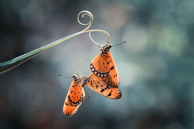 Butterfly on flower