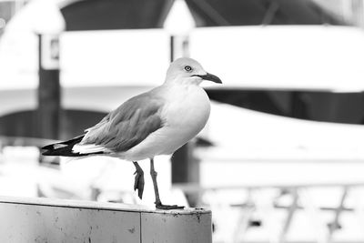 Close-up of bird perching outdoors