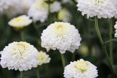 Close-up of white flowers blooming outdoors