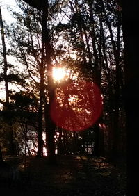 Silhouette trees in forest during sunset