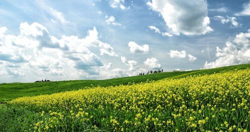 Scenic view of oilseed rape field against sky