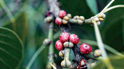 Close-up of berries growing on tree