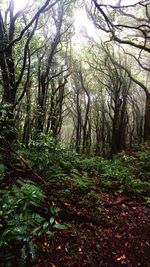 Trees in forest