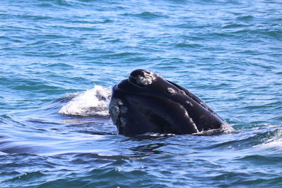View of duck swimming in sea