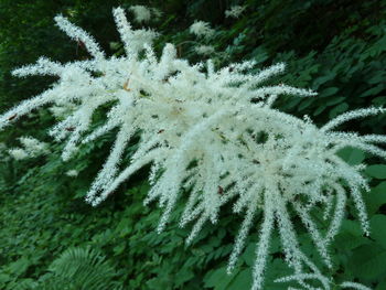 Close-up of snow on plant