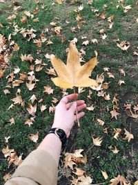 High angle view of hand on autumn leaves on field