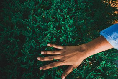 Cropped hand of man touching plant